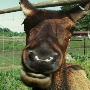 Meet your Posher, Ellen